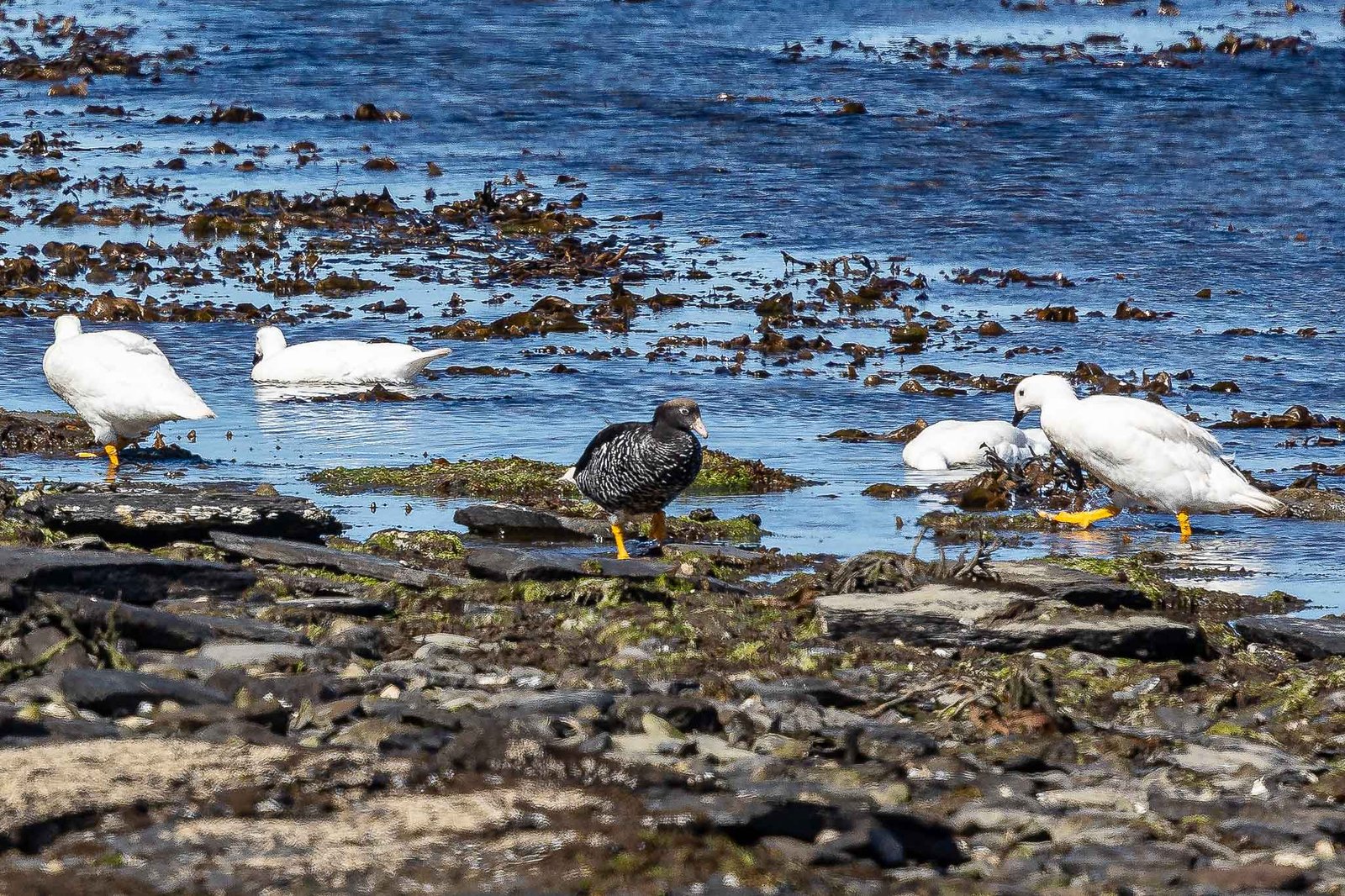 Kelp Geese