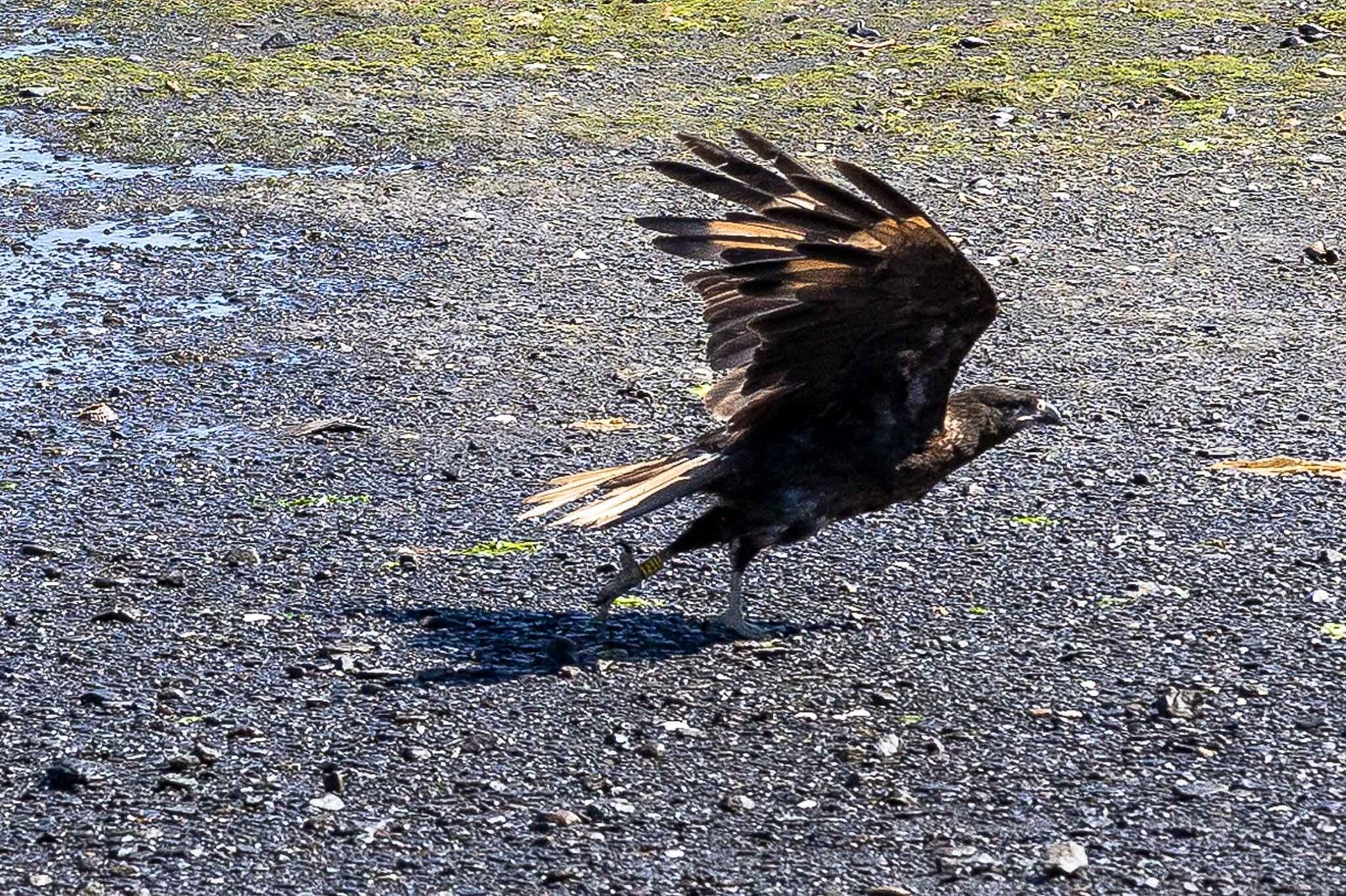 Caracara
