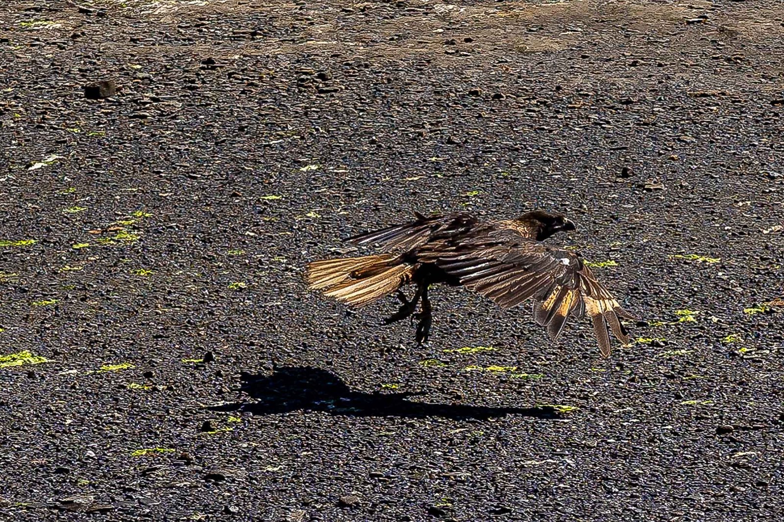 Caracara