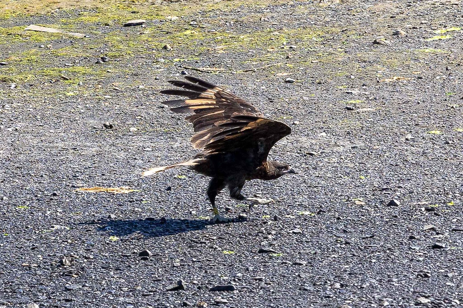 Caracara