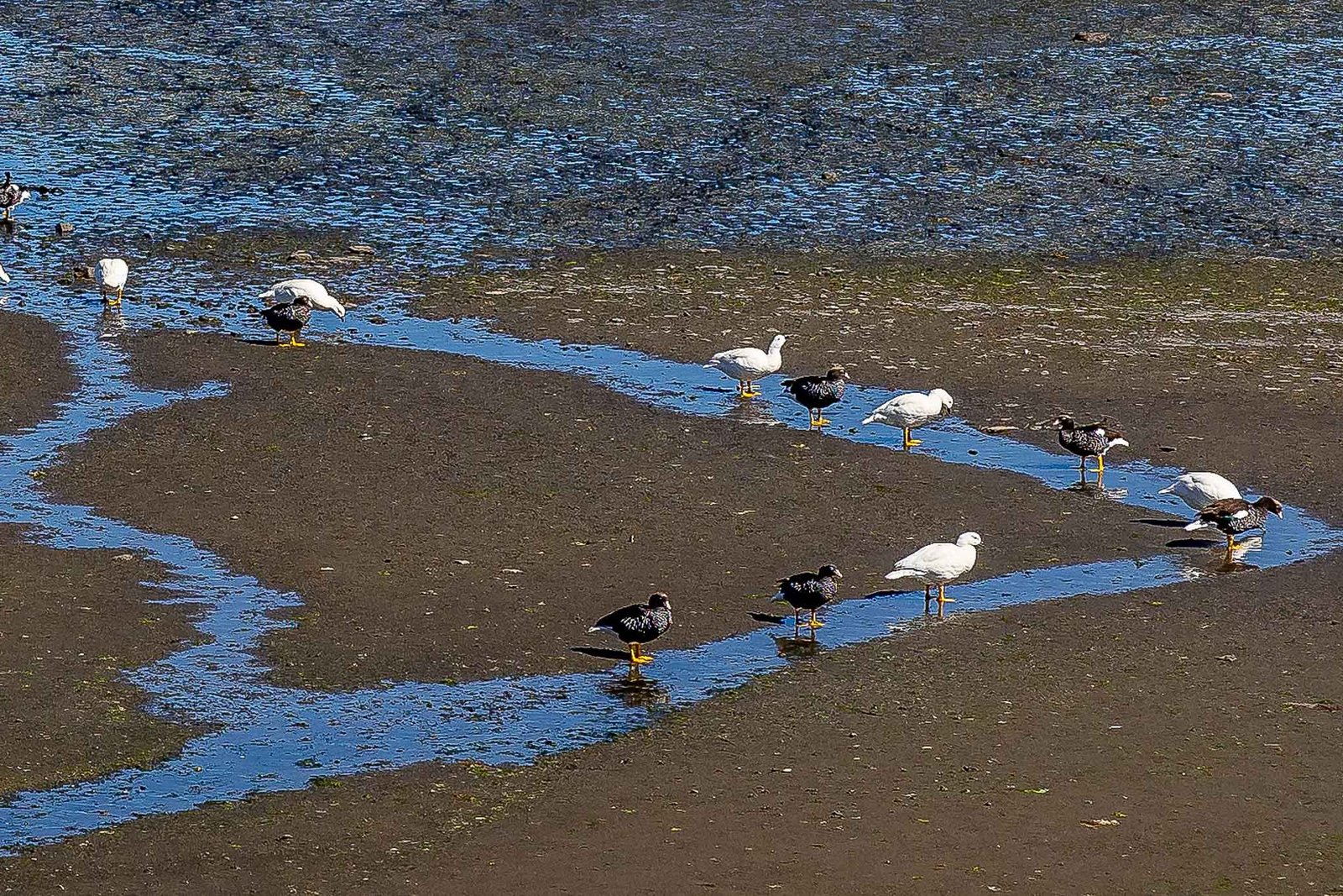 More Kelp Geese