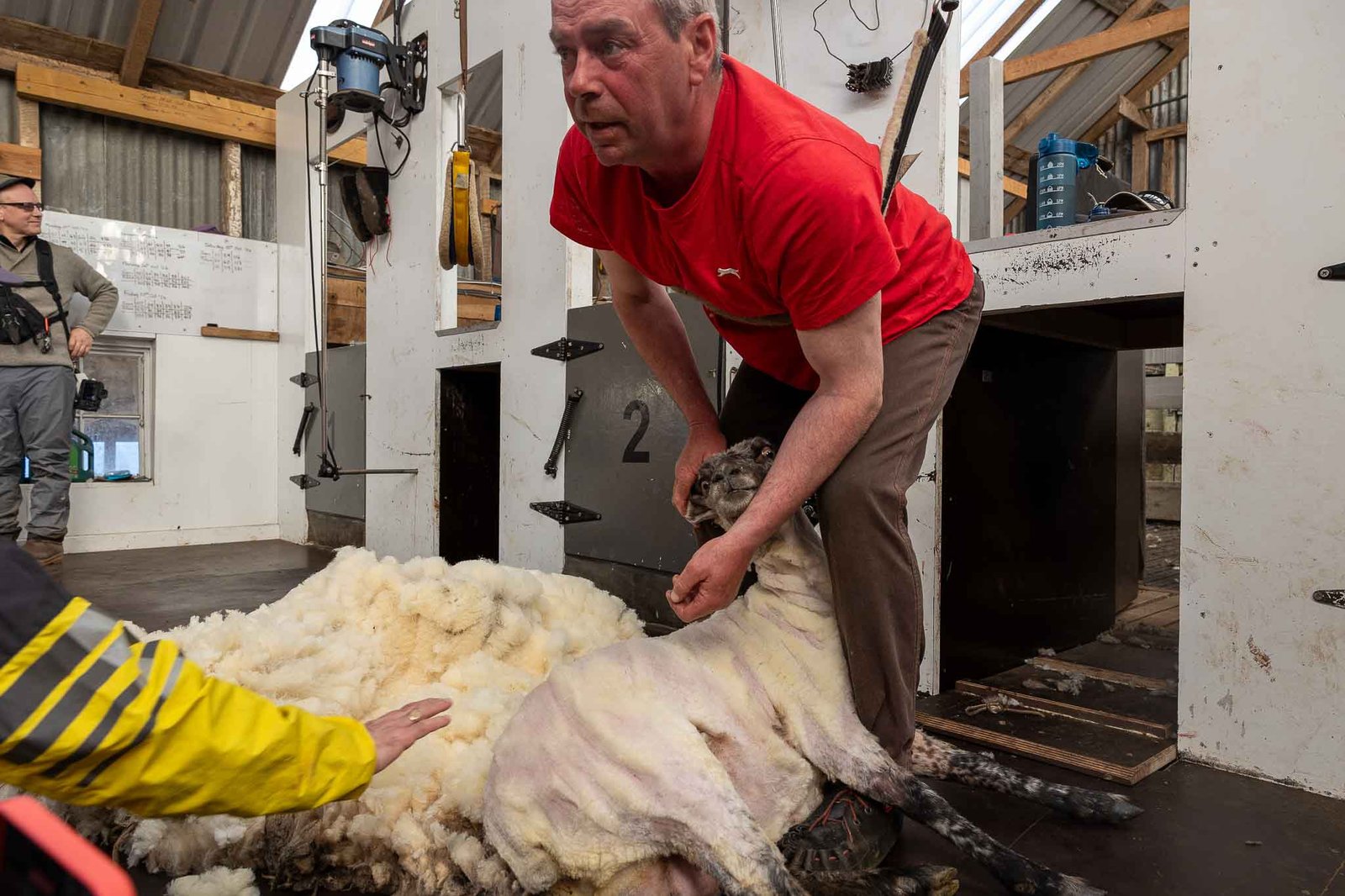 Sheep Shearing