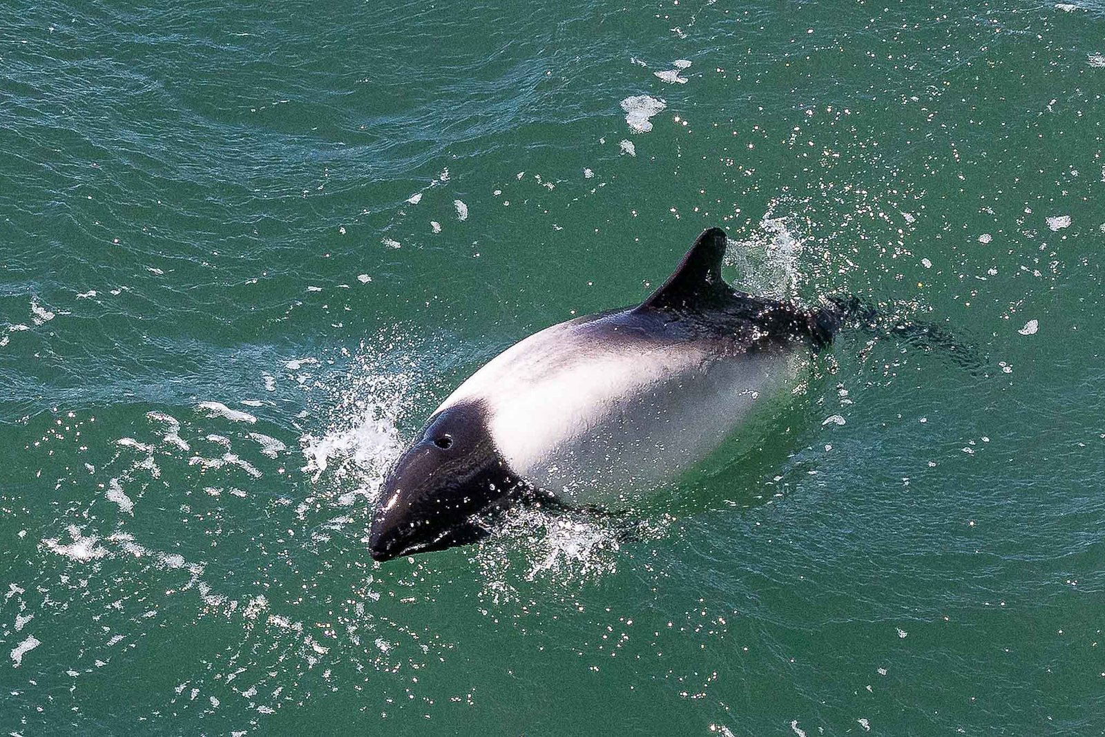 Commerson's dolphin