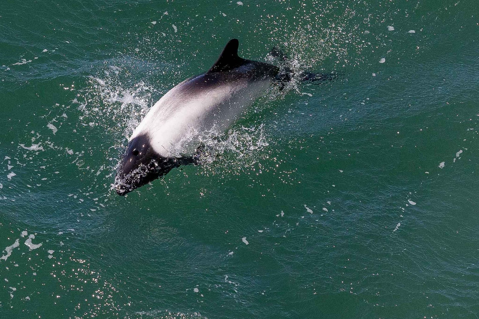 Commerson's dolphin