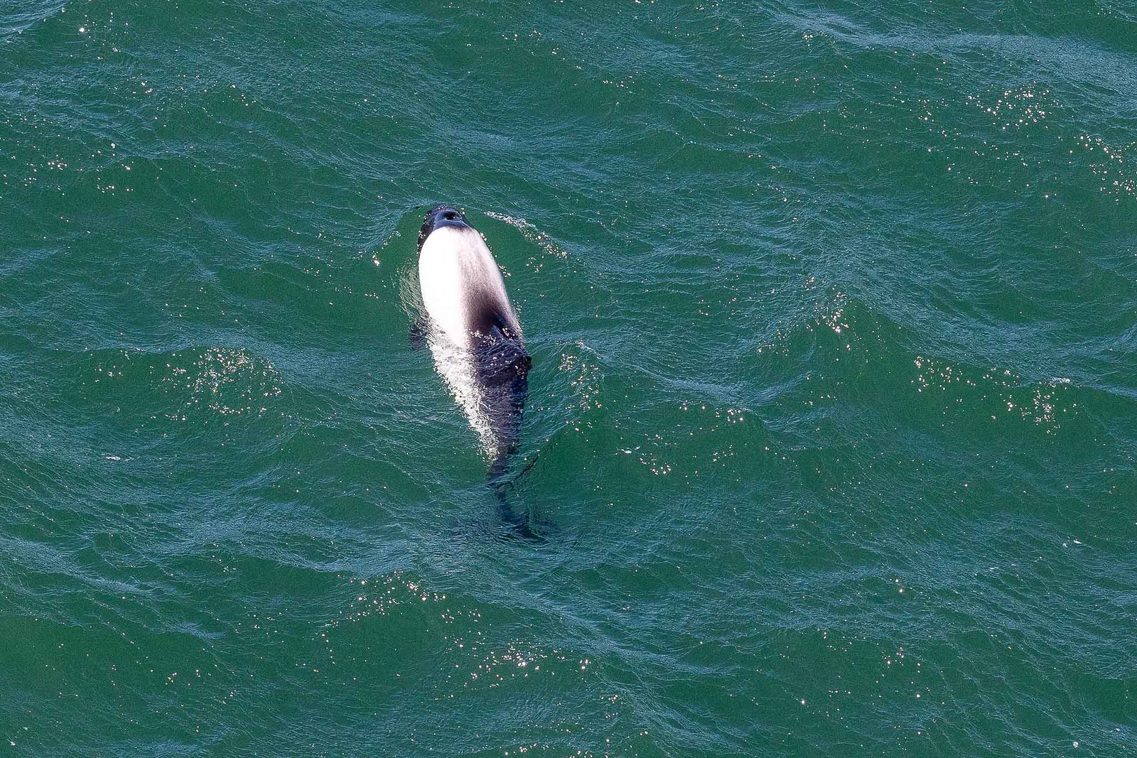 Commerson's dolphin