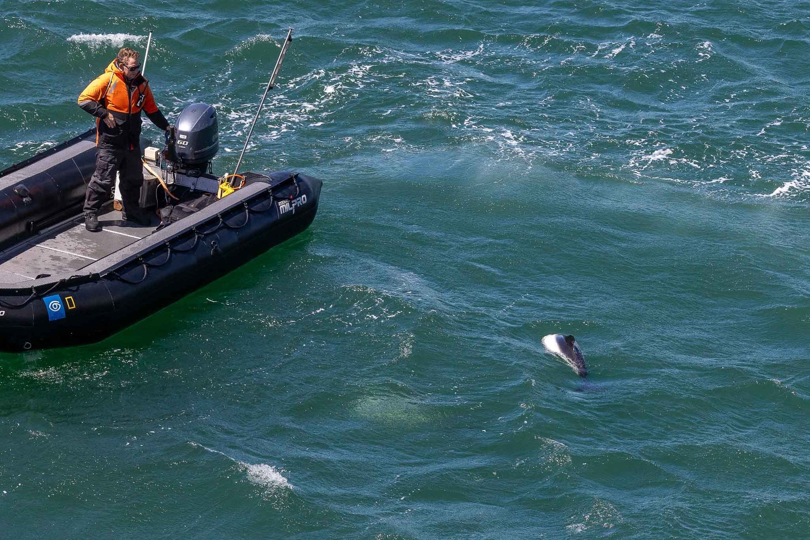 Commerson's dolphin playing in the Zodiac wake