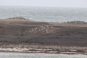 Penguin Colonies from the ship