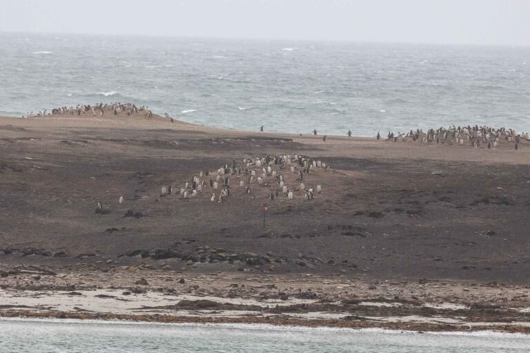 Penguin Colonies from the ship