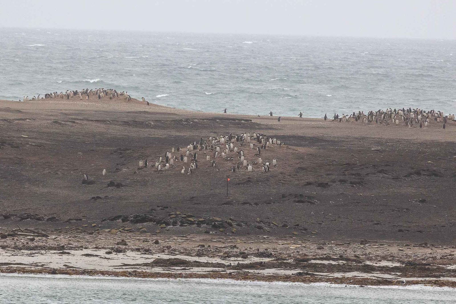 Penguin Colonies from the ship