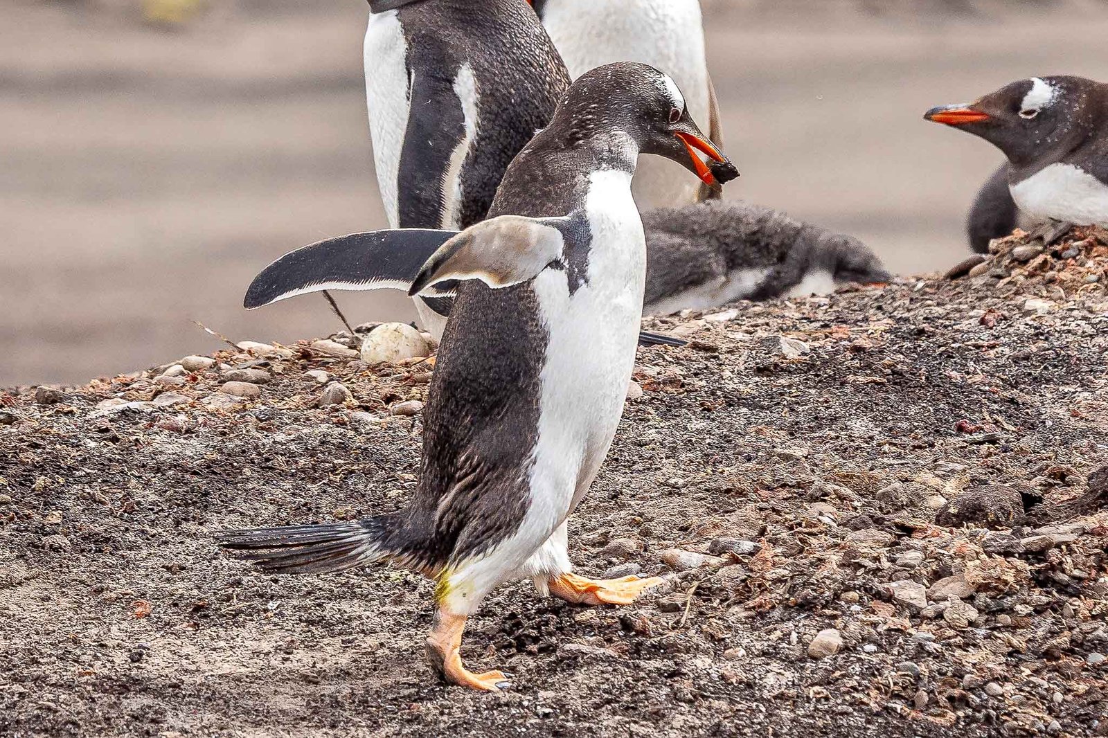 Gentoo Penguins