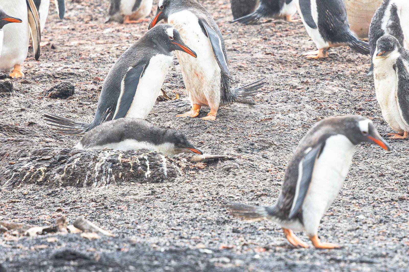 Gentoo Penguins