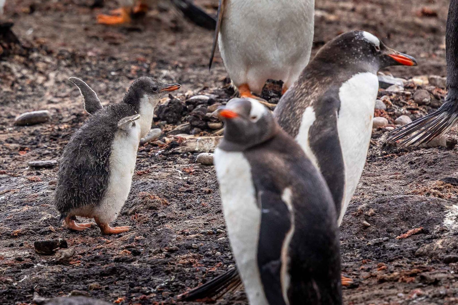 Gentoo Penguins