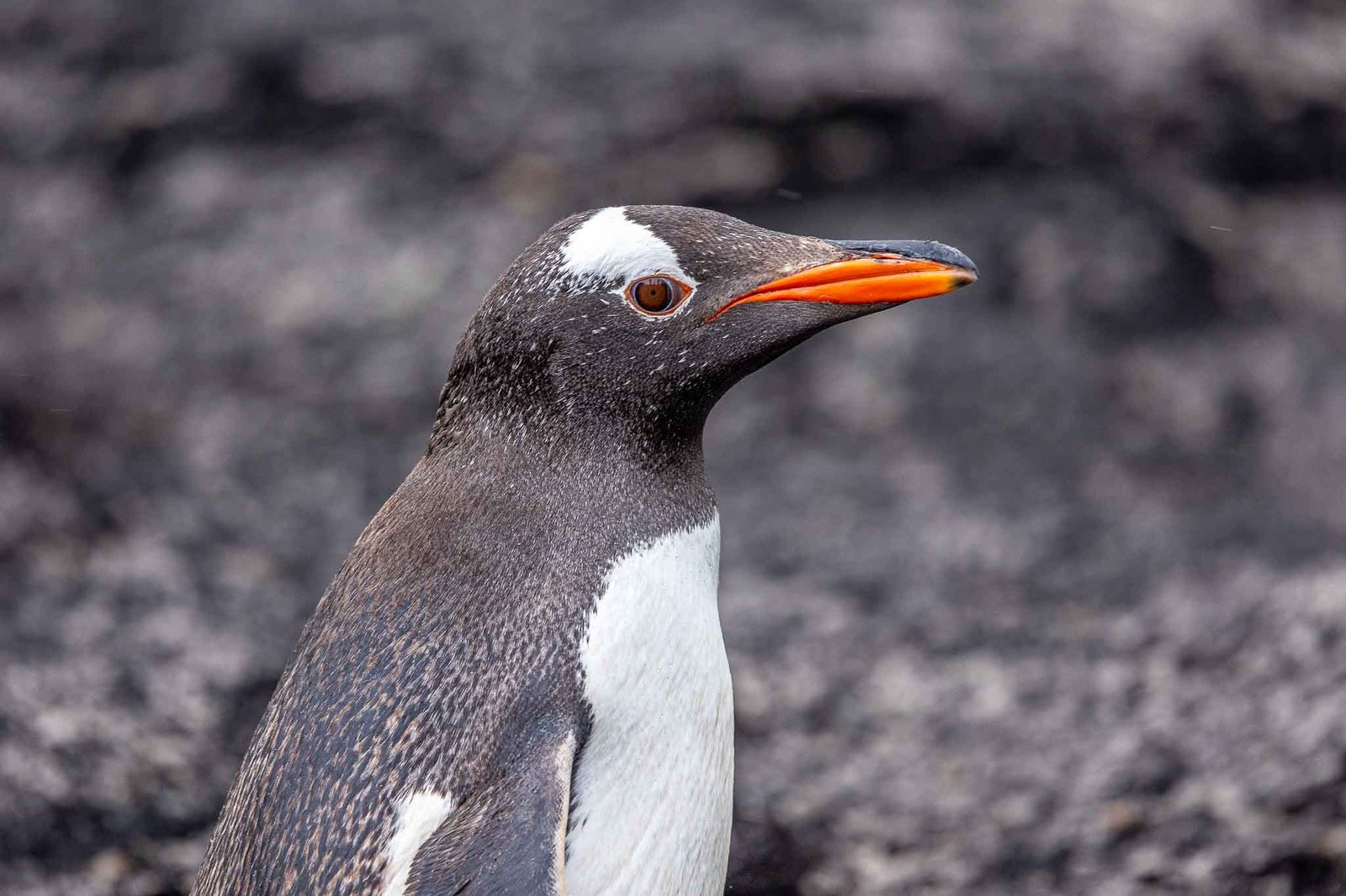 Gentoo Penguins
