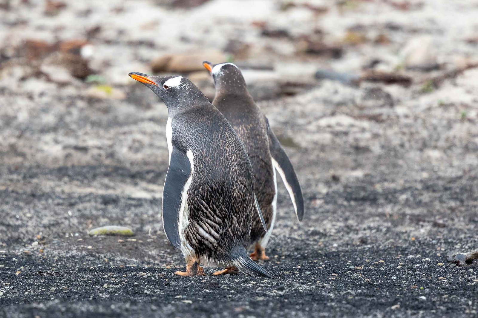 Gentoo Penguins