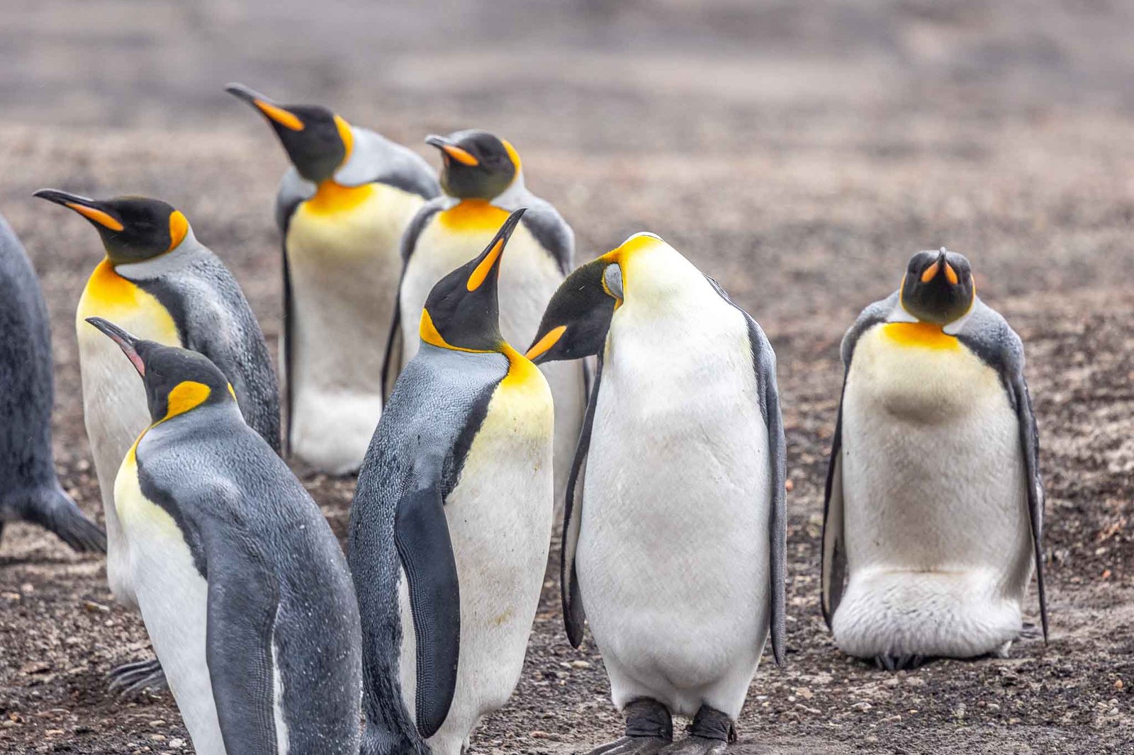 King Penguins