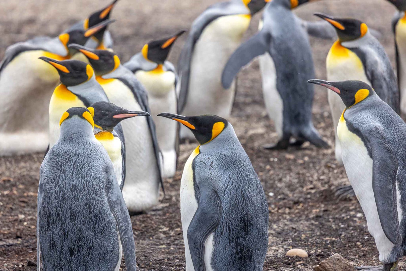 King Penguins