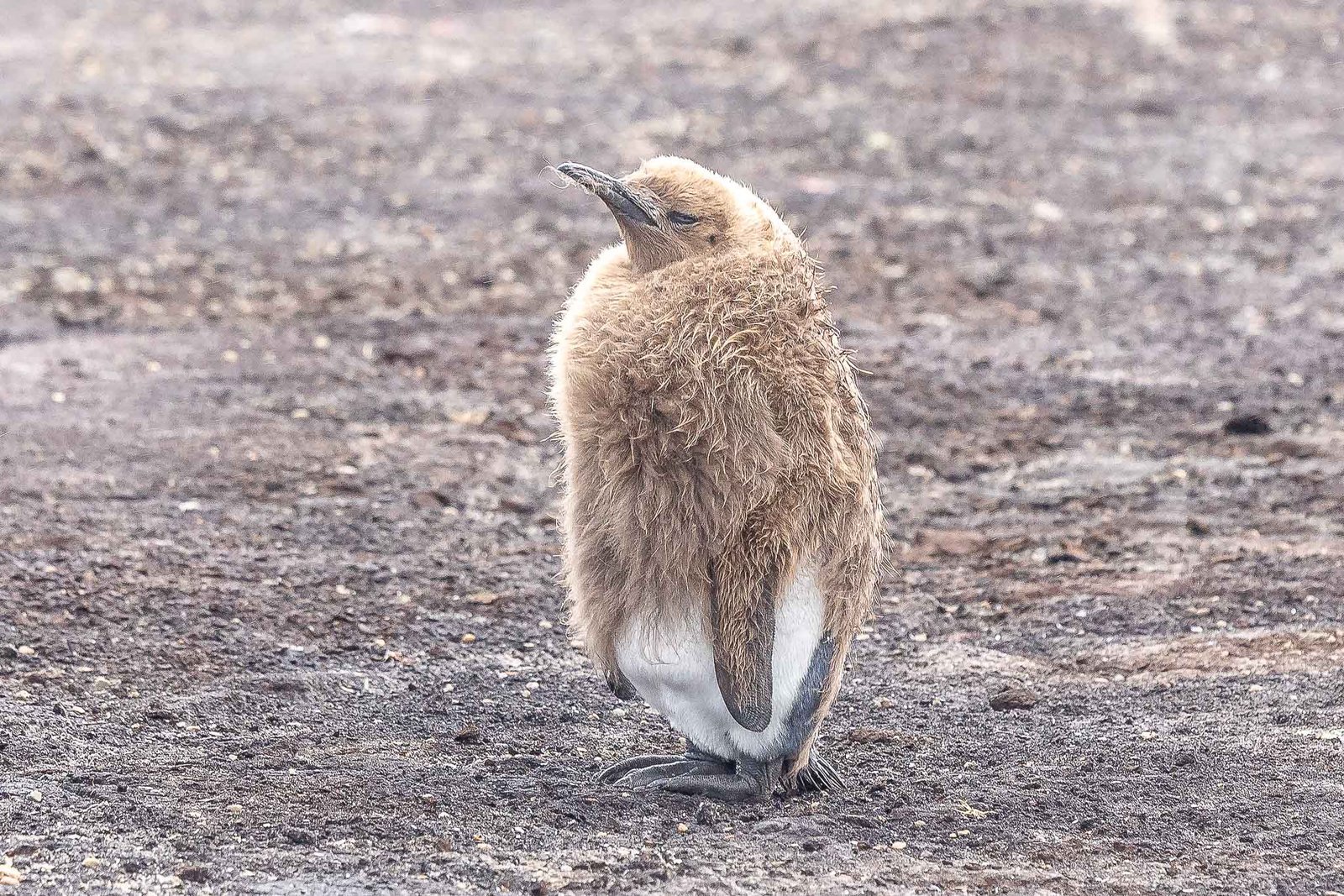 One lone King Penguin