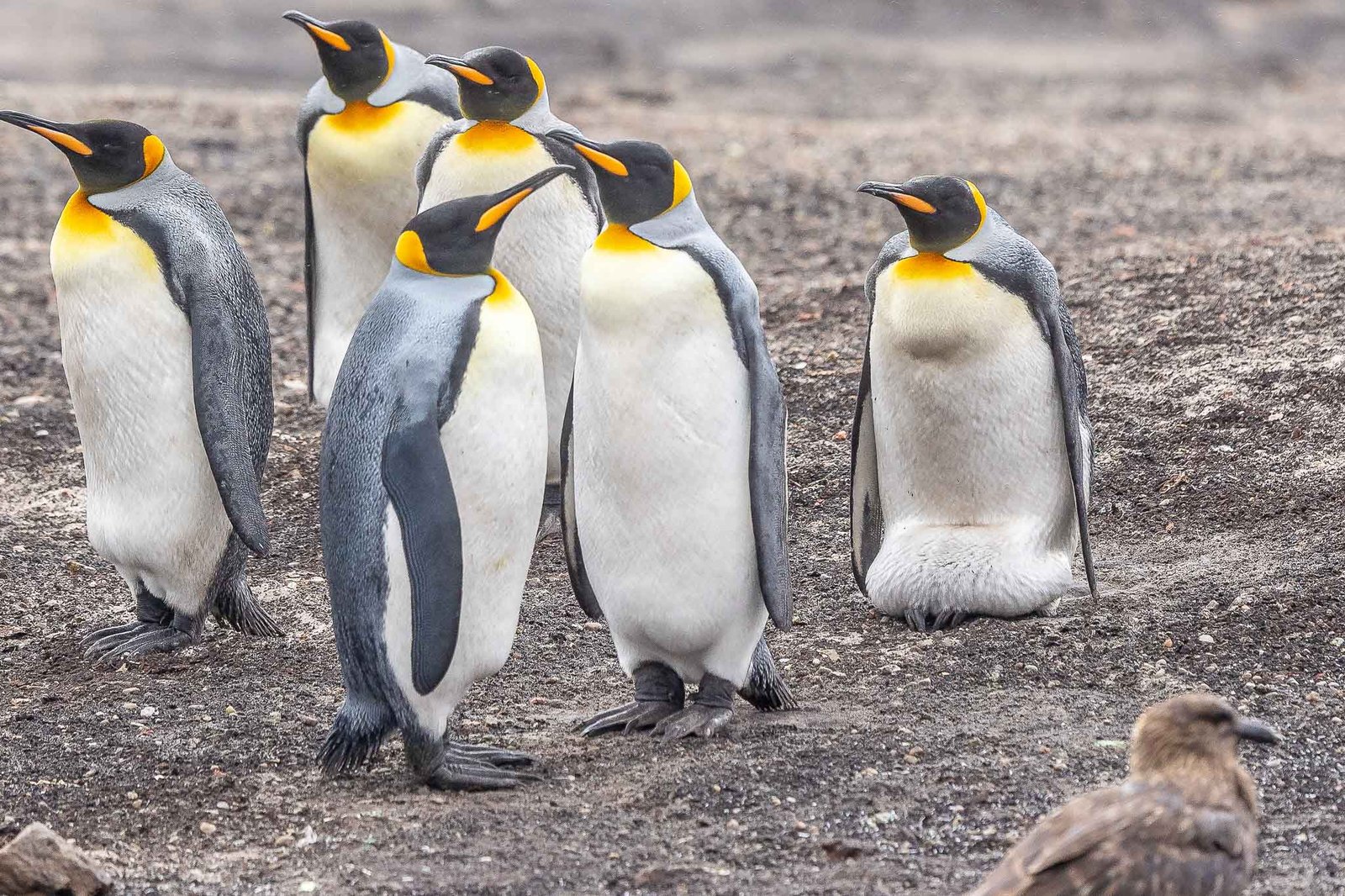 King Penguins