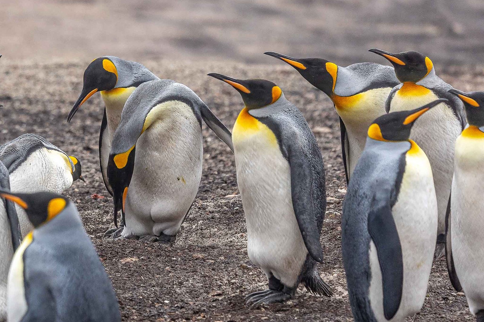 King Penguins