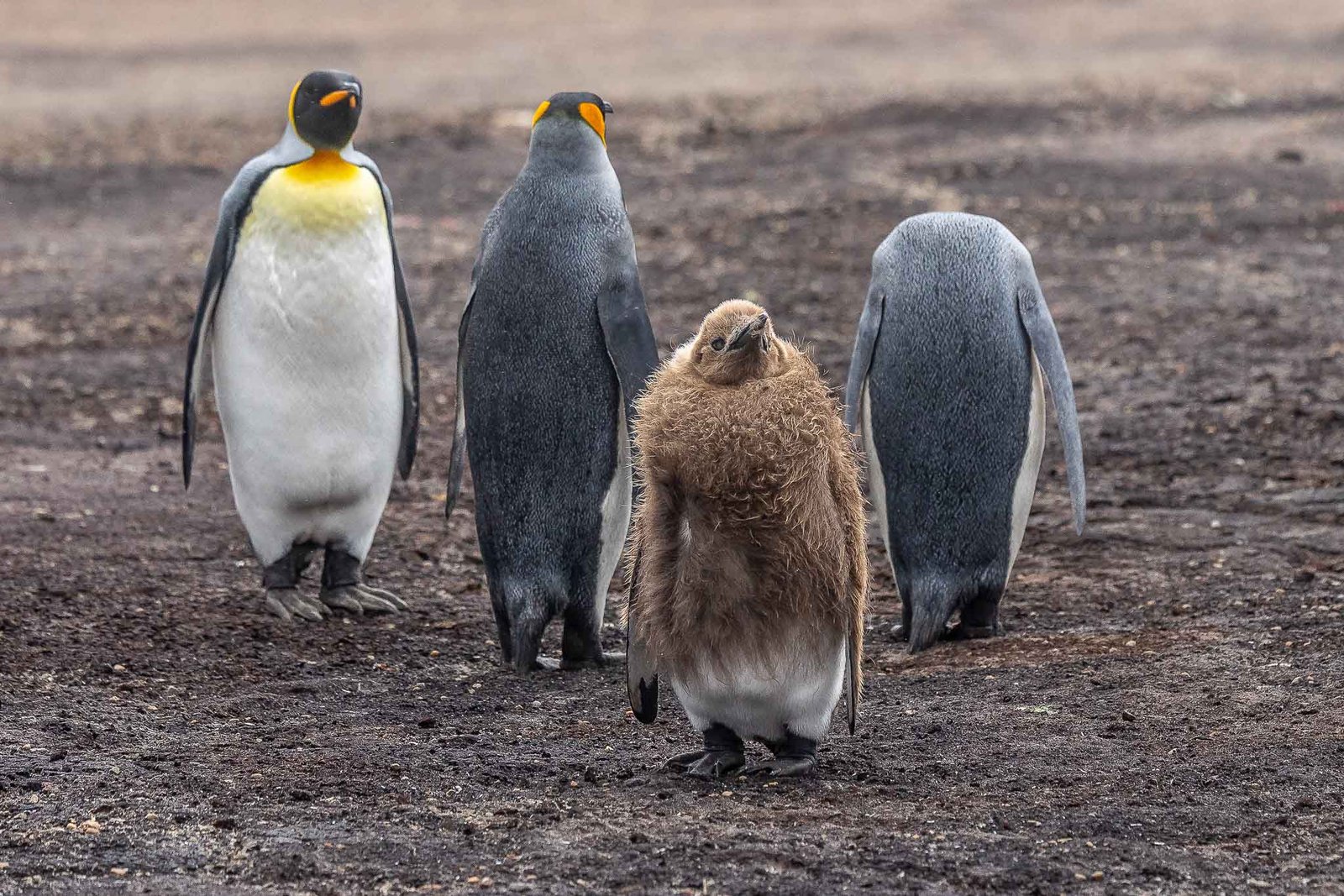 the lone baby King Penguin