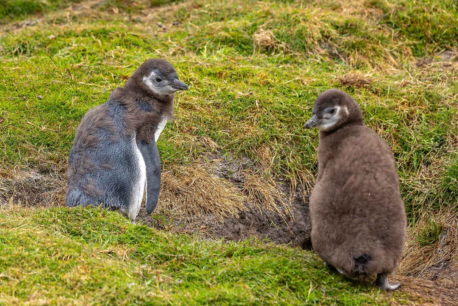 Baby Magellanic Penguins