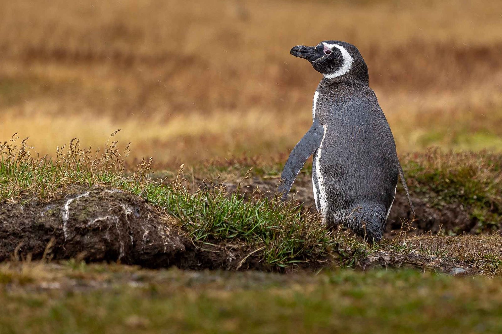 Magellanic Penguins