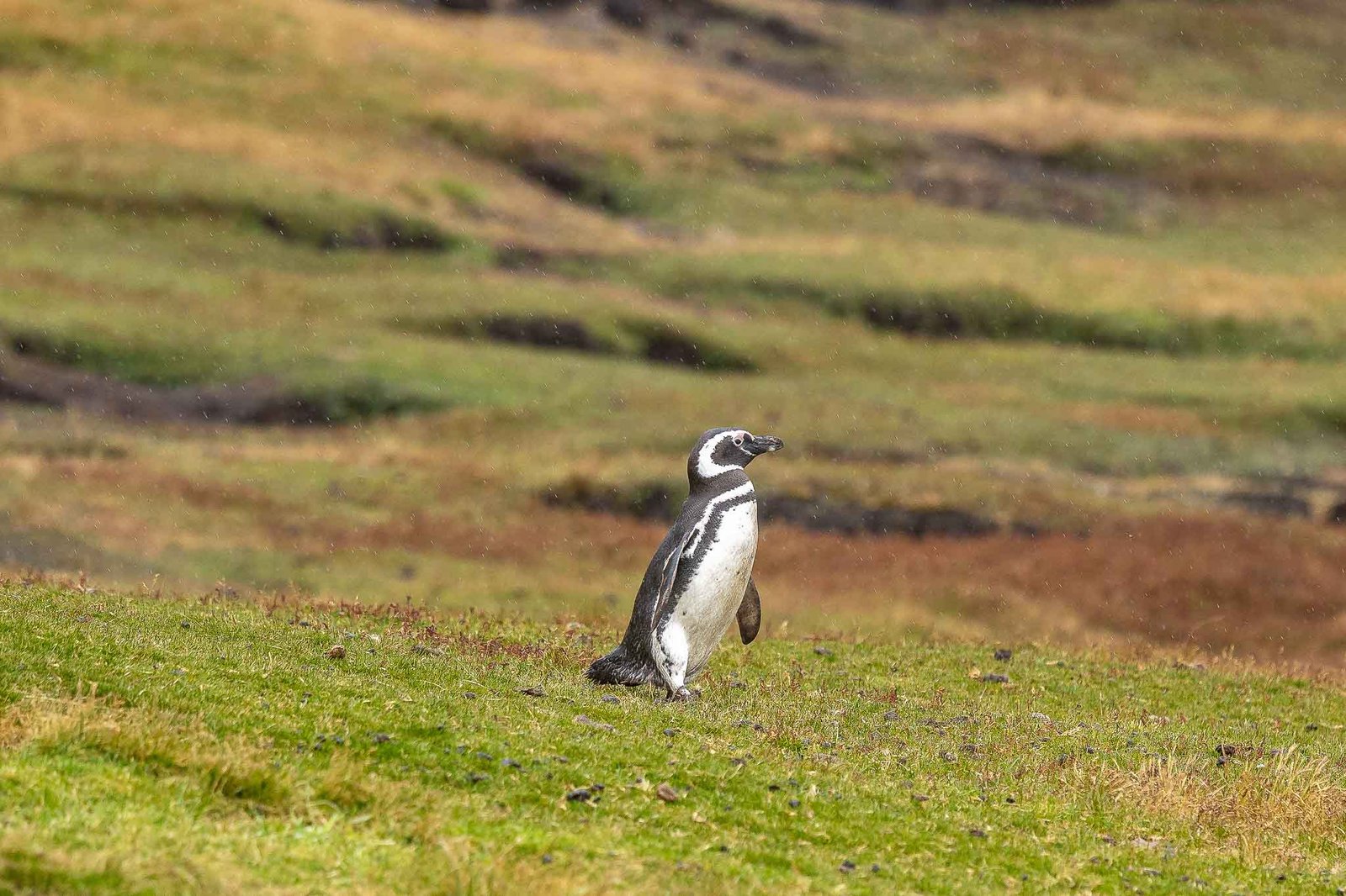 Magellanic Penguins