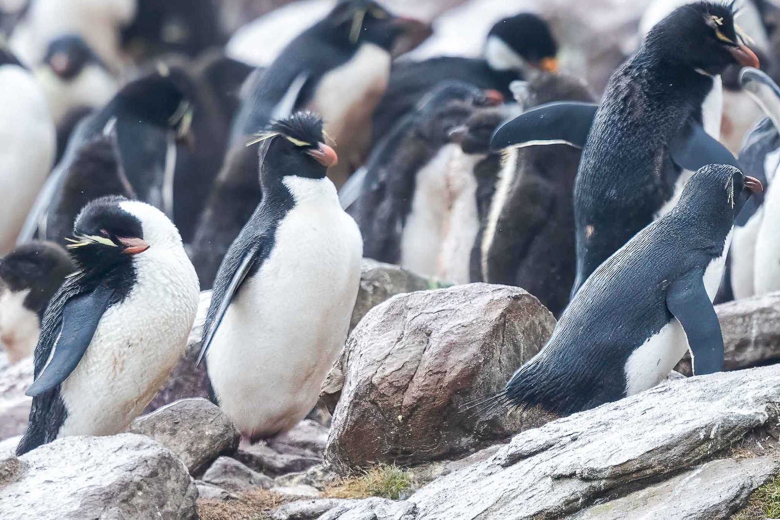 Rock Hopper Penguins