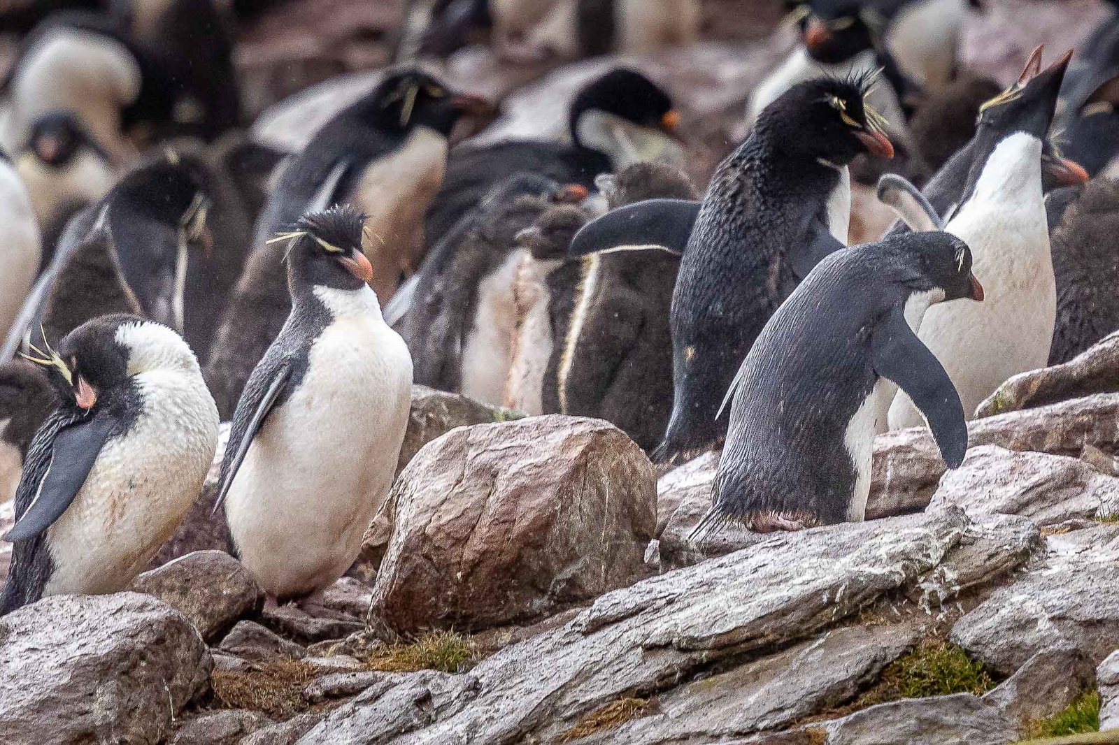 Rock Hopper Penguins