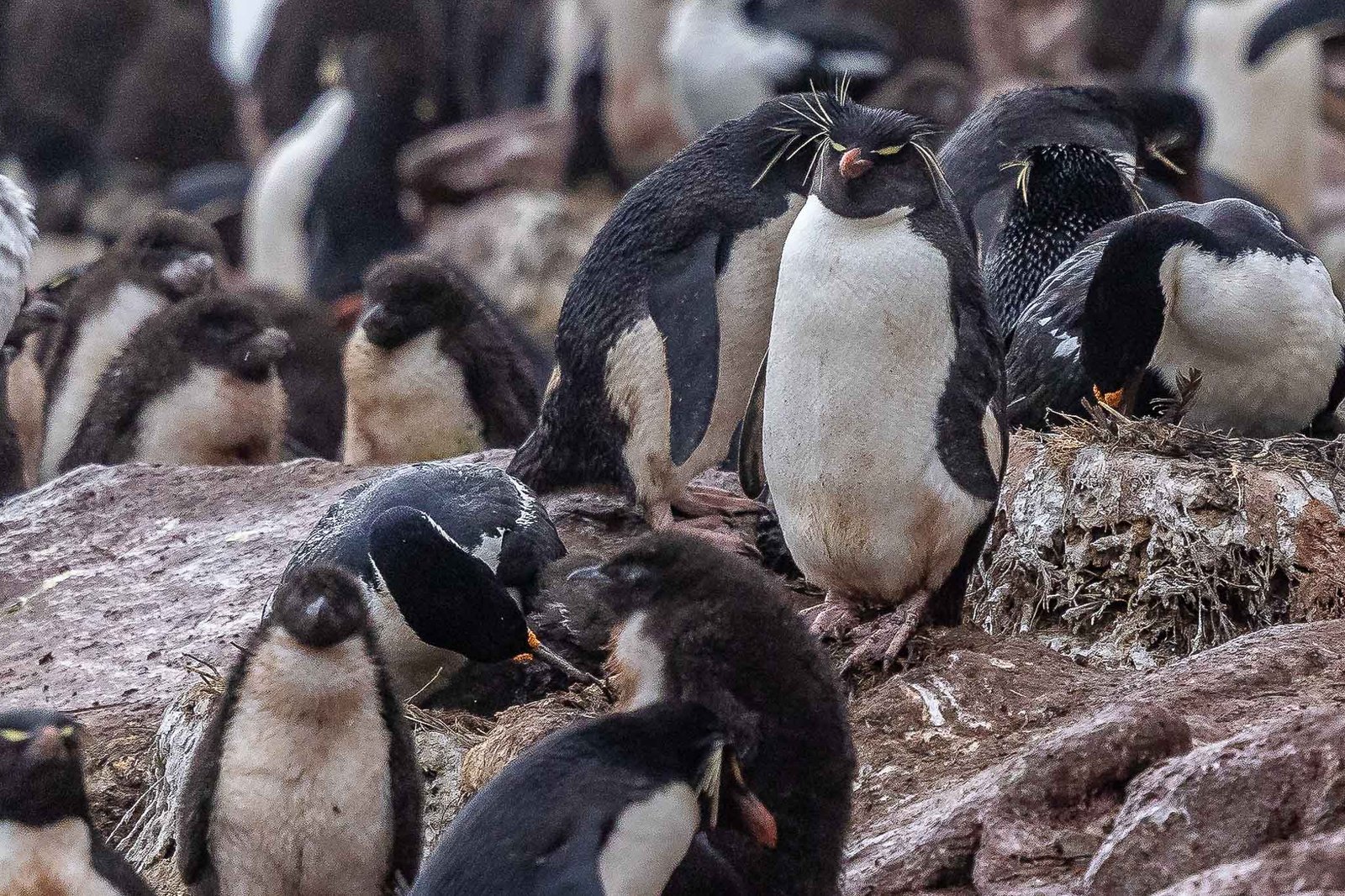 Rock Hopper Penguins