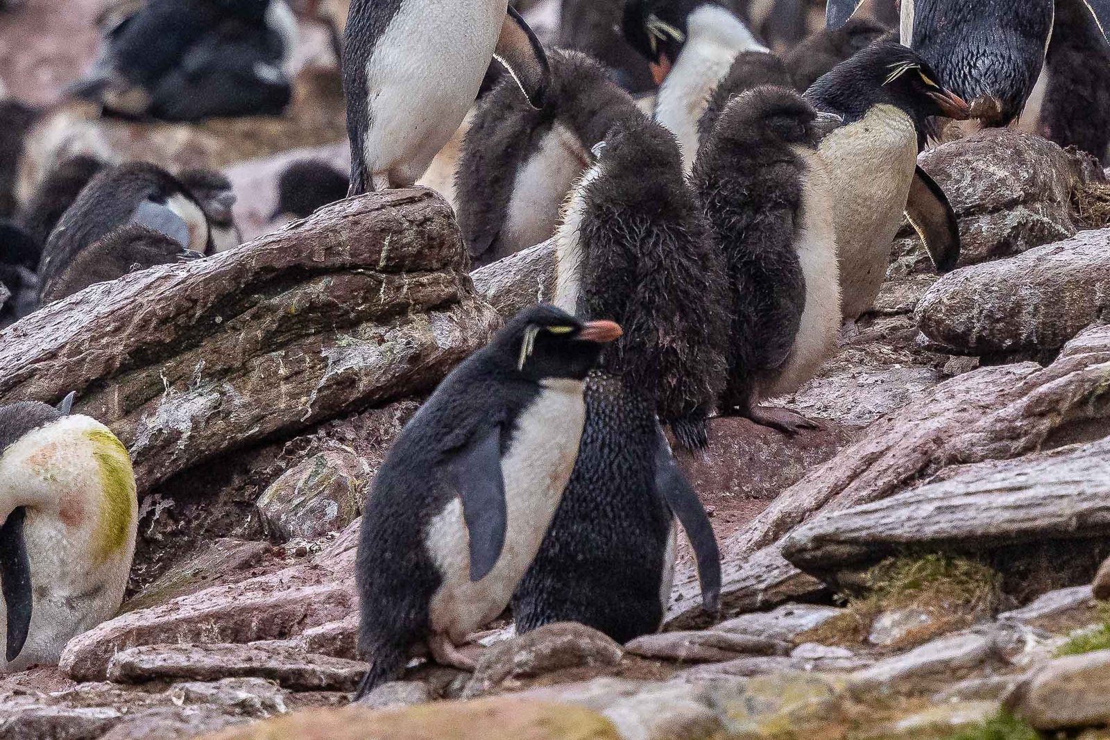 Rock Hopper Penguins