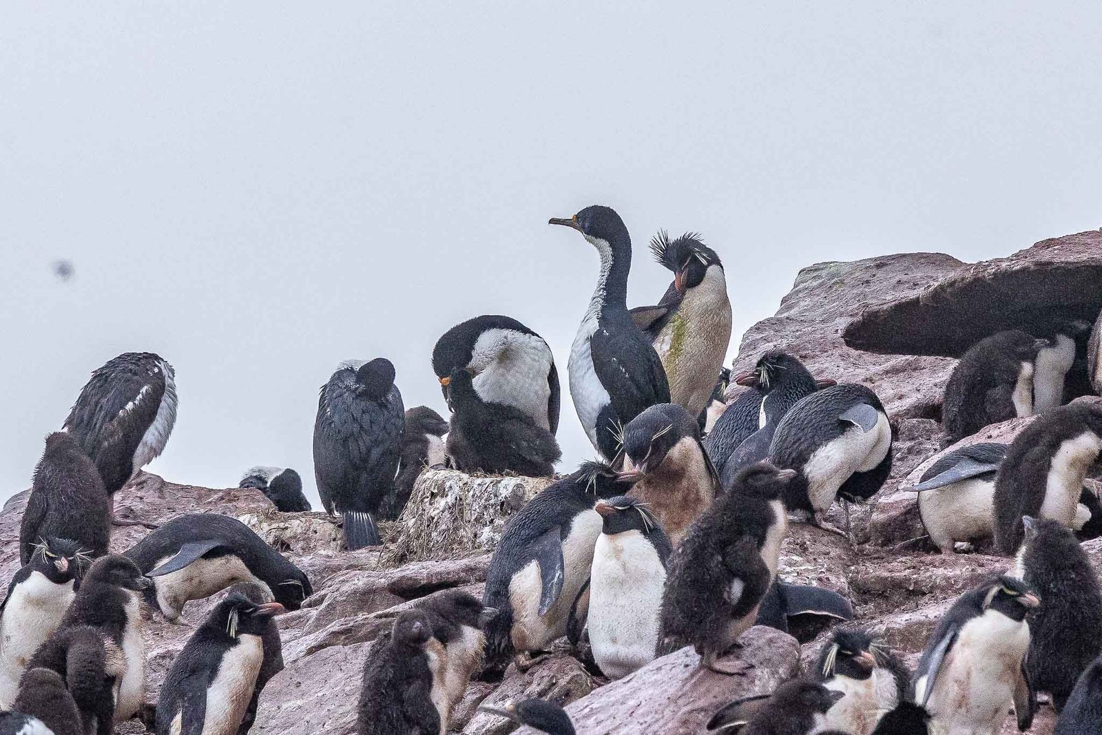 Rock Hopper Penguins
