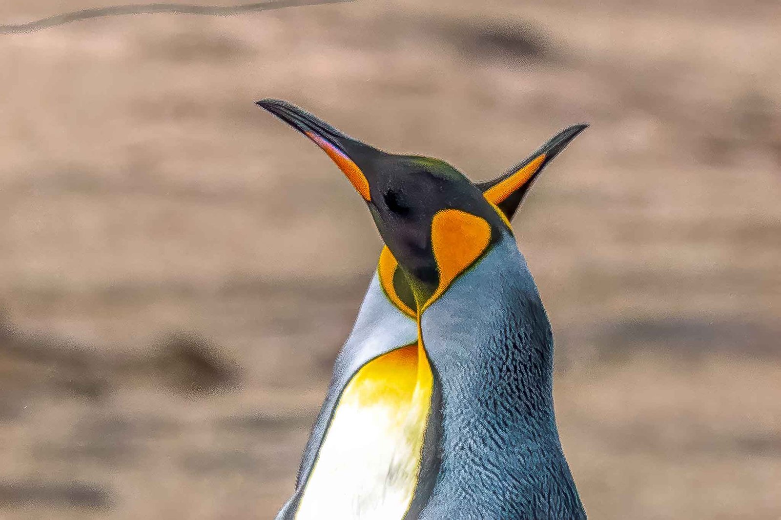 King Penguins