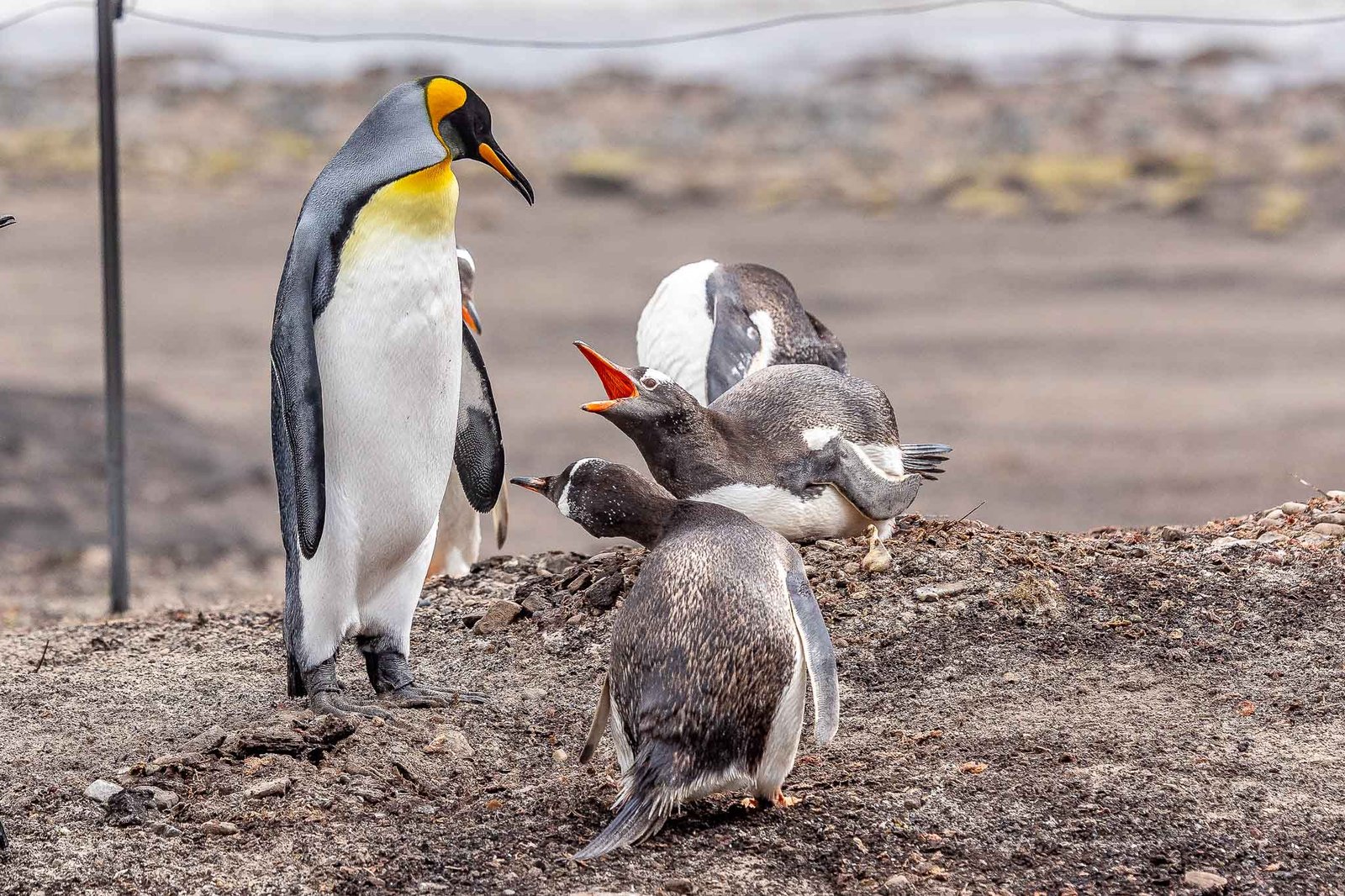 King and Gentoo Penguins