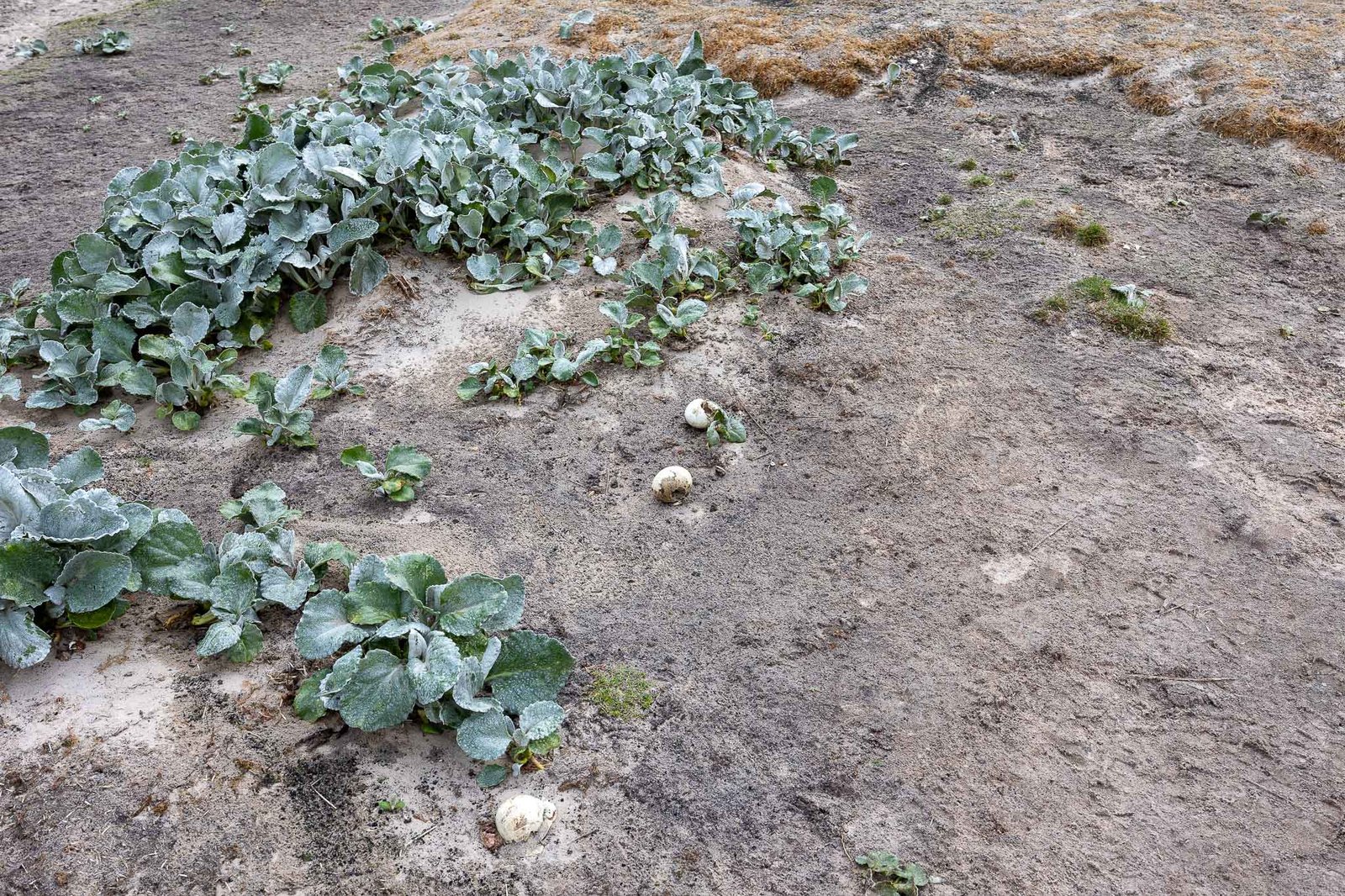 Some Gentoo eggs that the Skuas had gotten