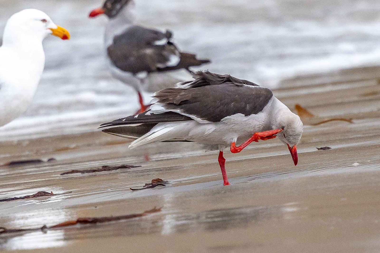 Dolphin Gull