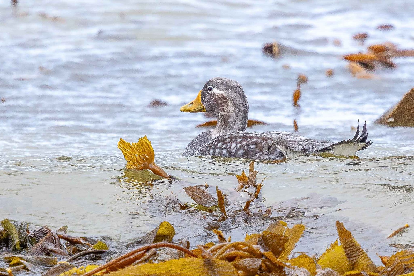 Female Steamer duck