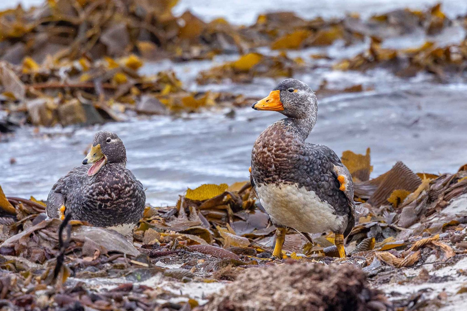Male Steamer Duck