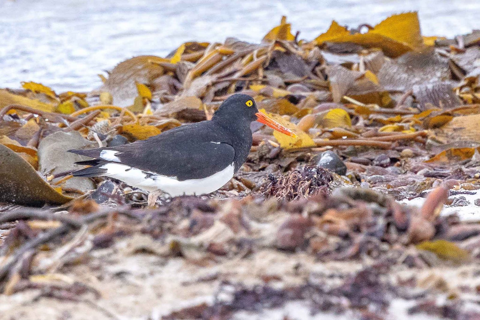 Magellanic Oyster Catcher