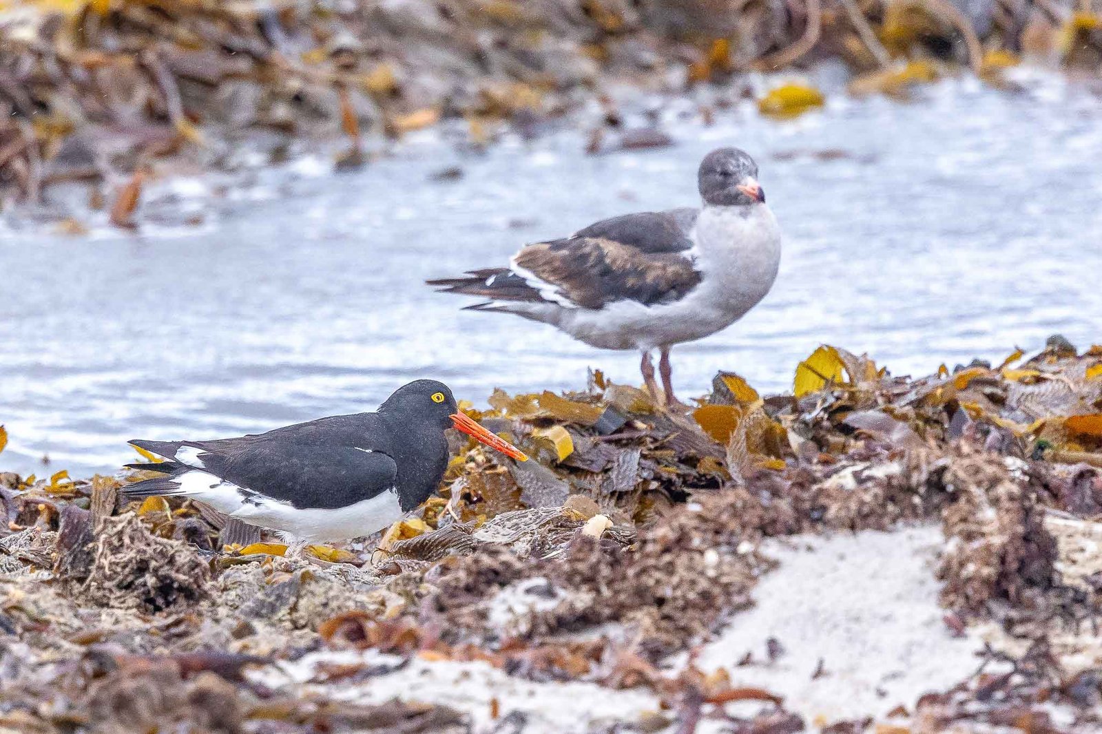 Magellanic Oyster Catcher