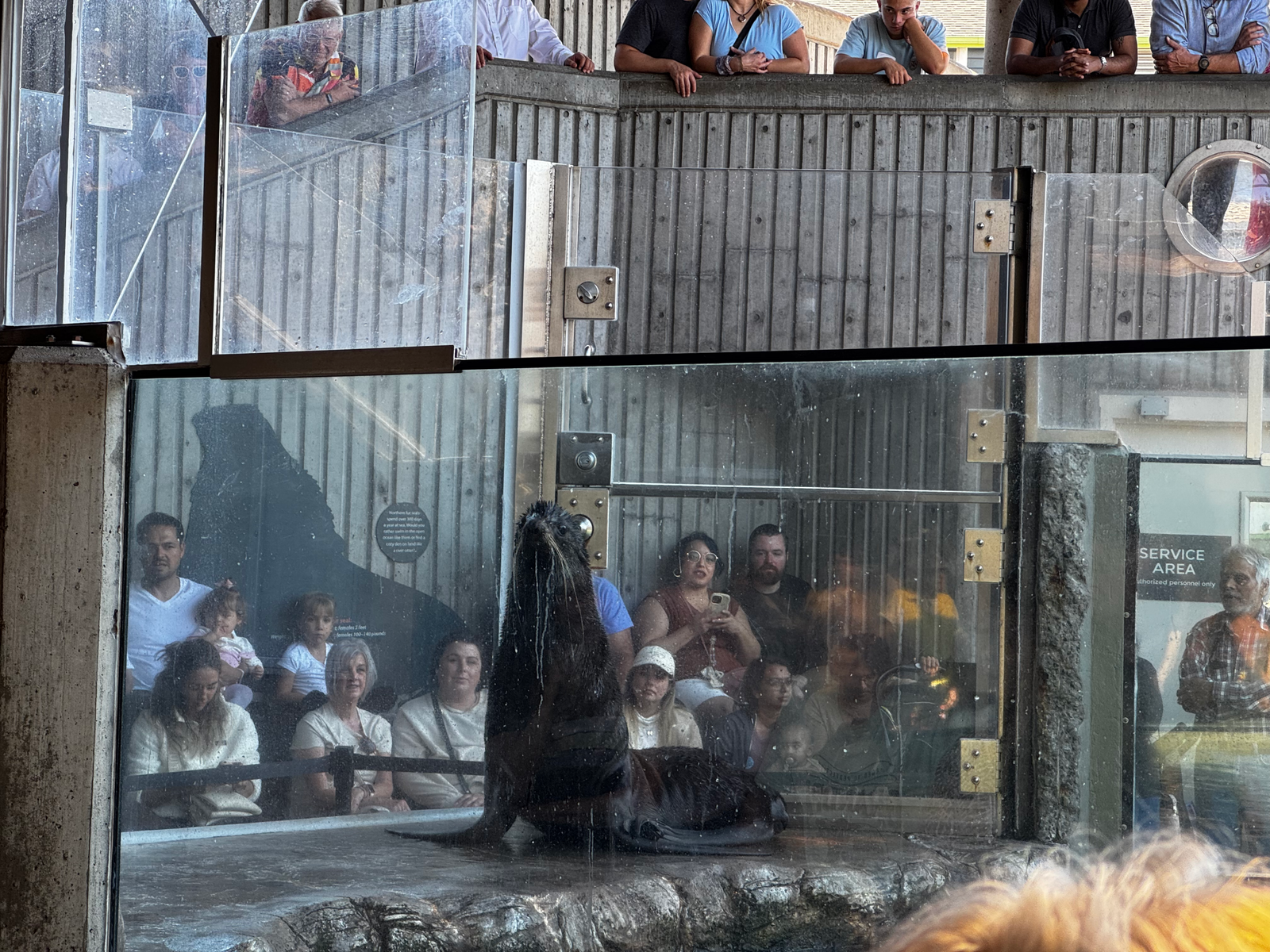 Sea Lion show