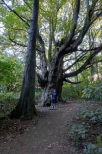 One of the large trees.