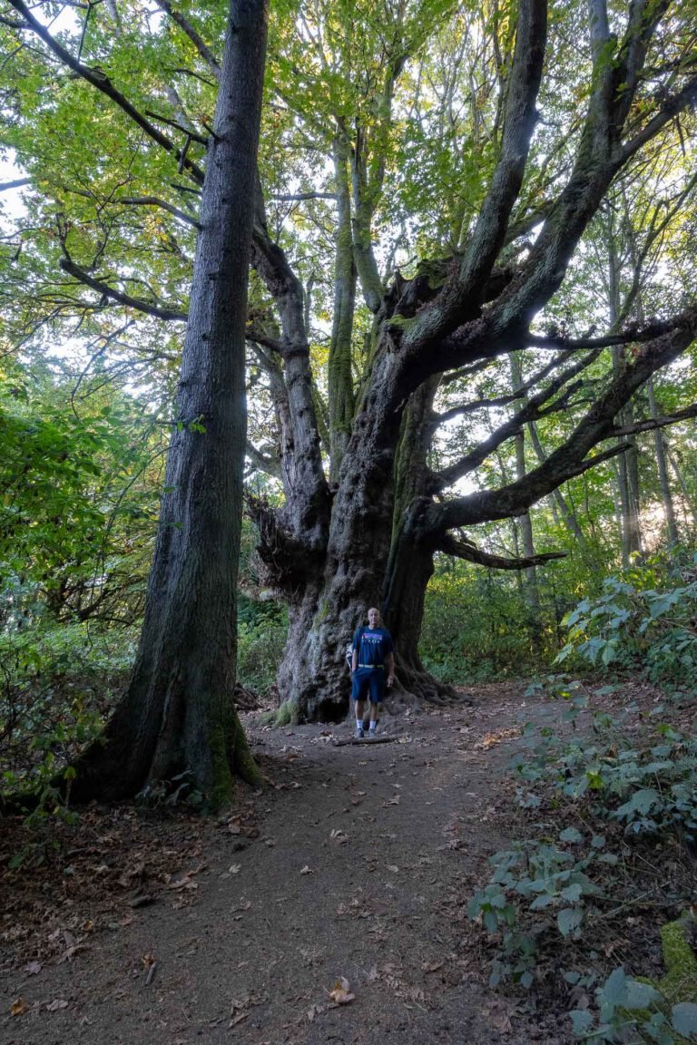 One of the large trees.