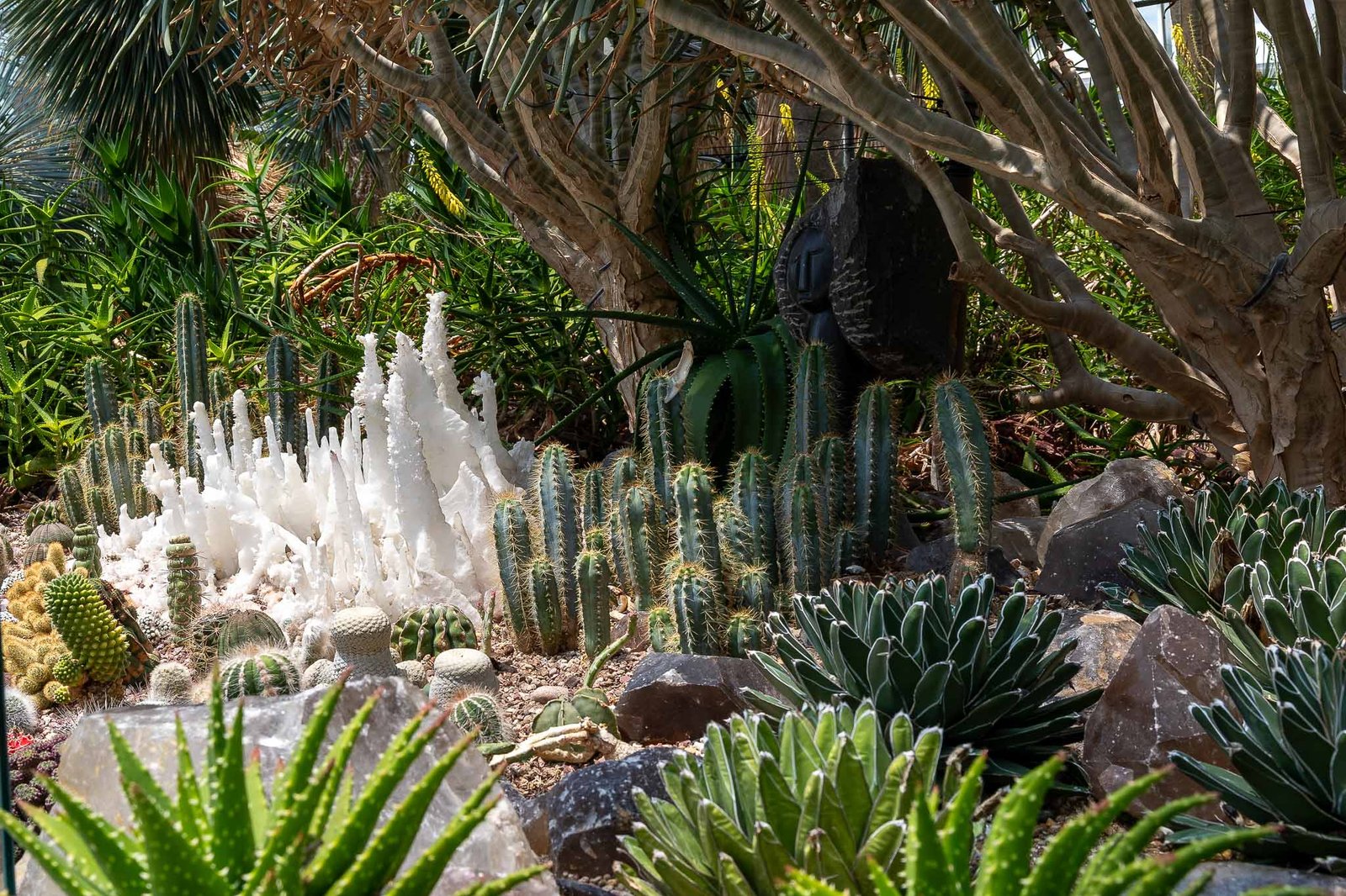 Cactii