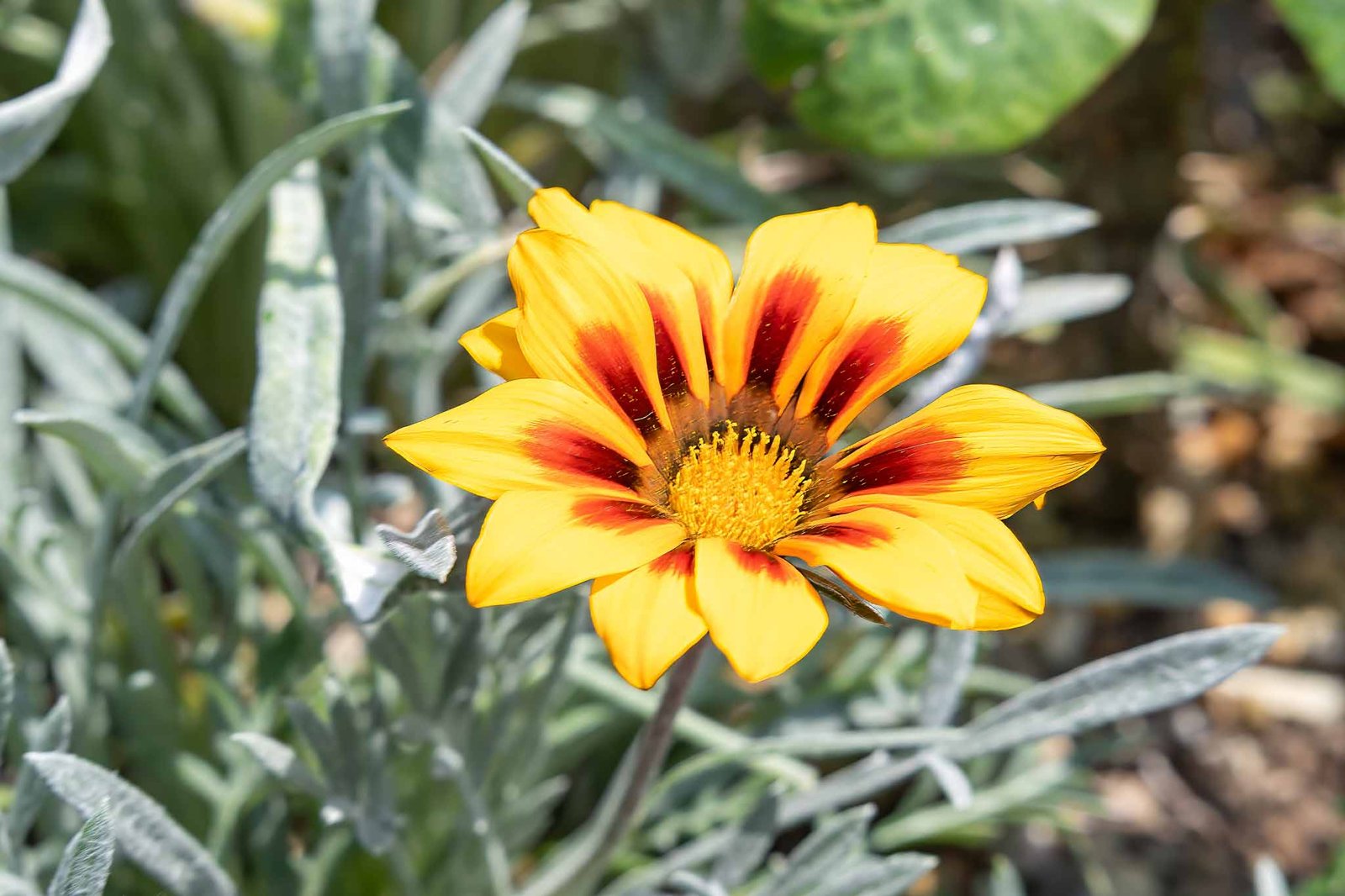 Flowers that we liked in the flower dome