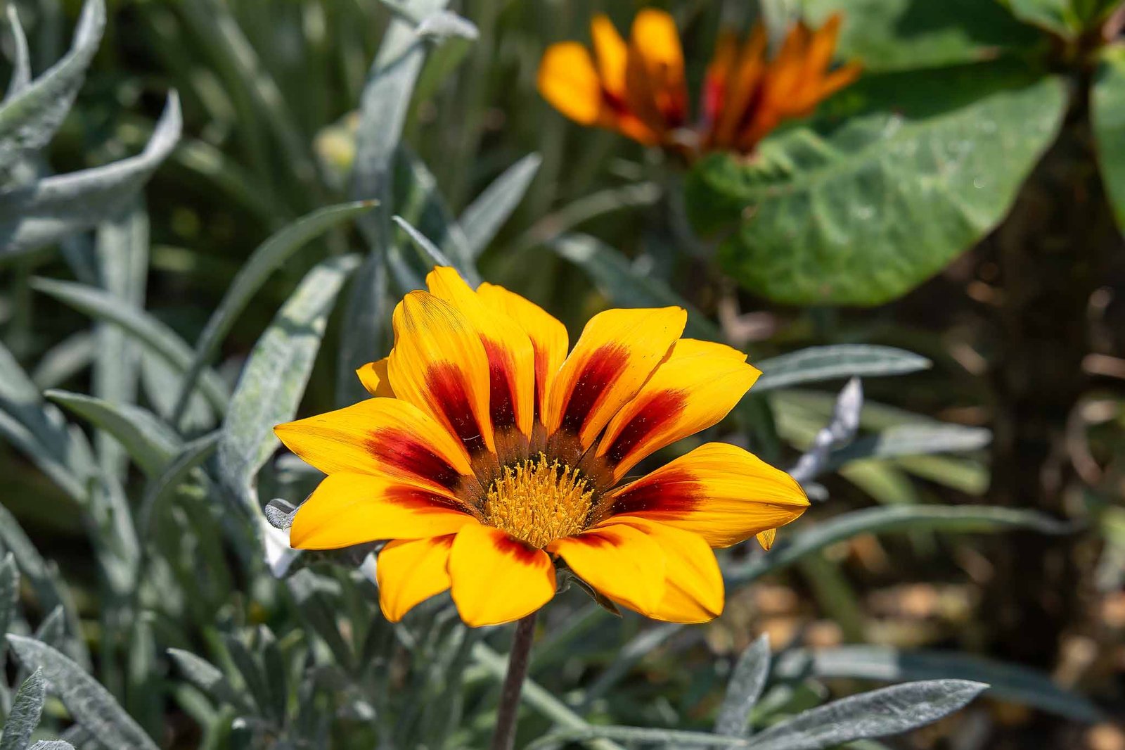 Flowers that we liked in the flower dome