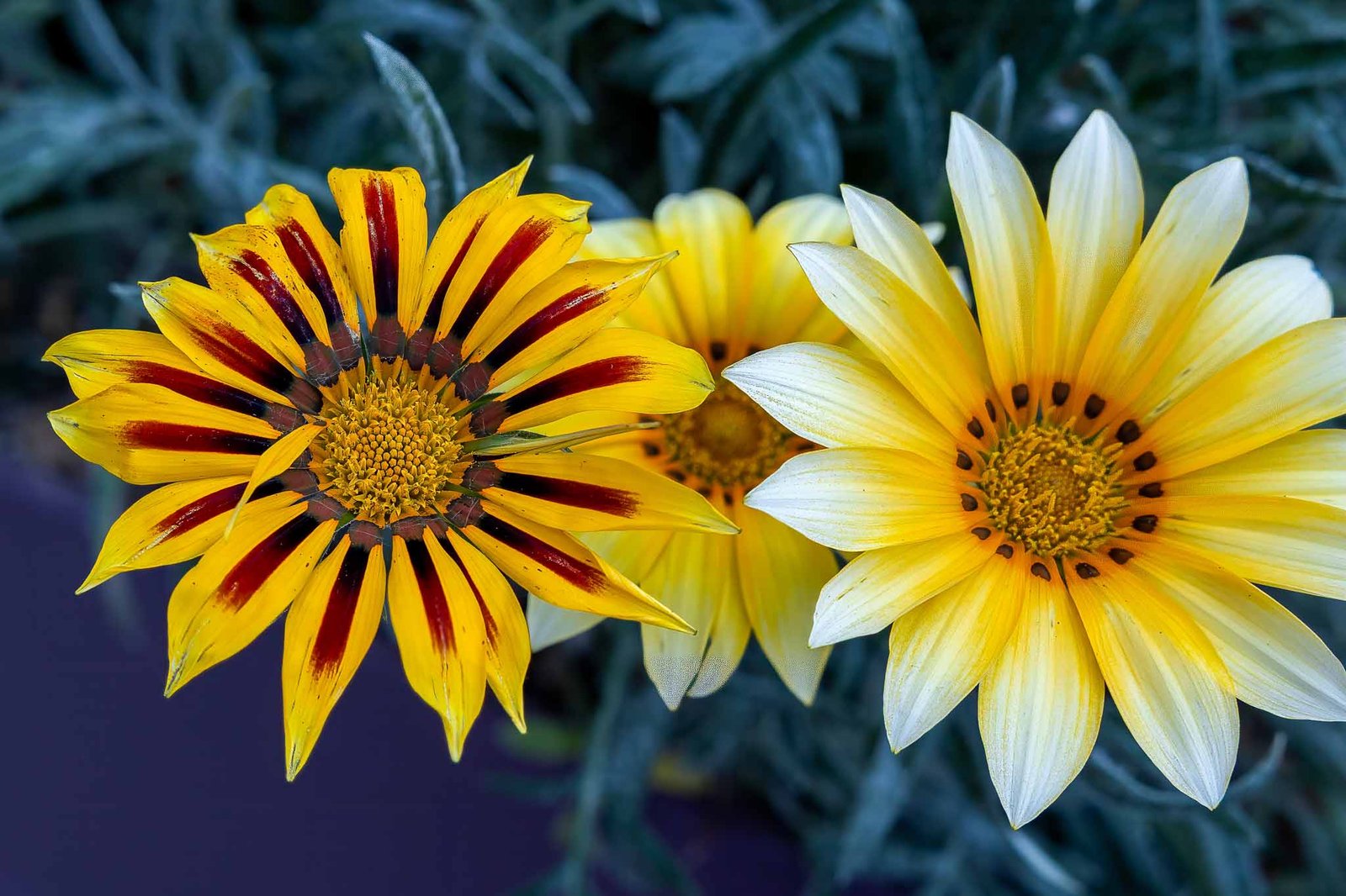 Flowers that we liked in the flower dome
