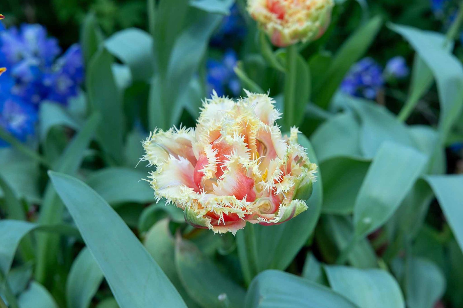 Flowers that we liked in the flower dome