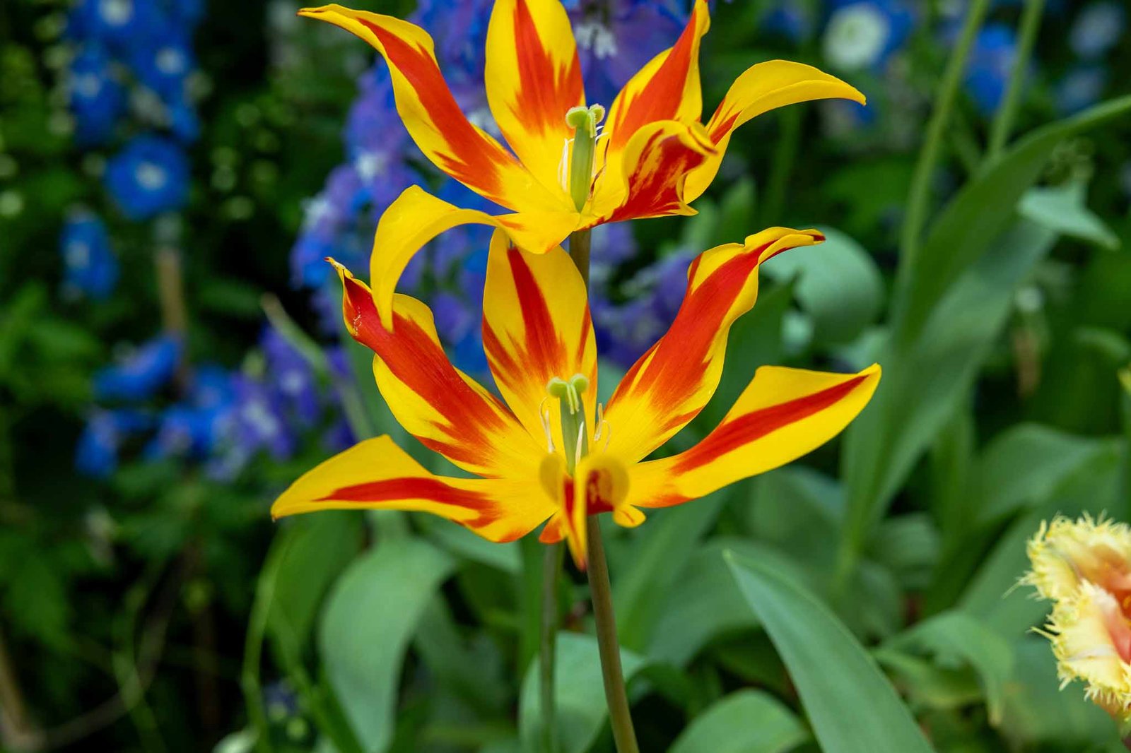 Flowers that we liked in the flower dome