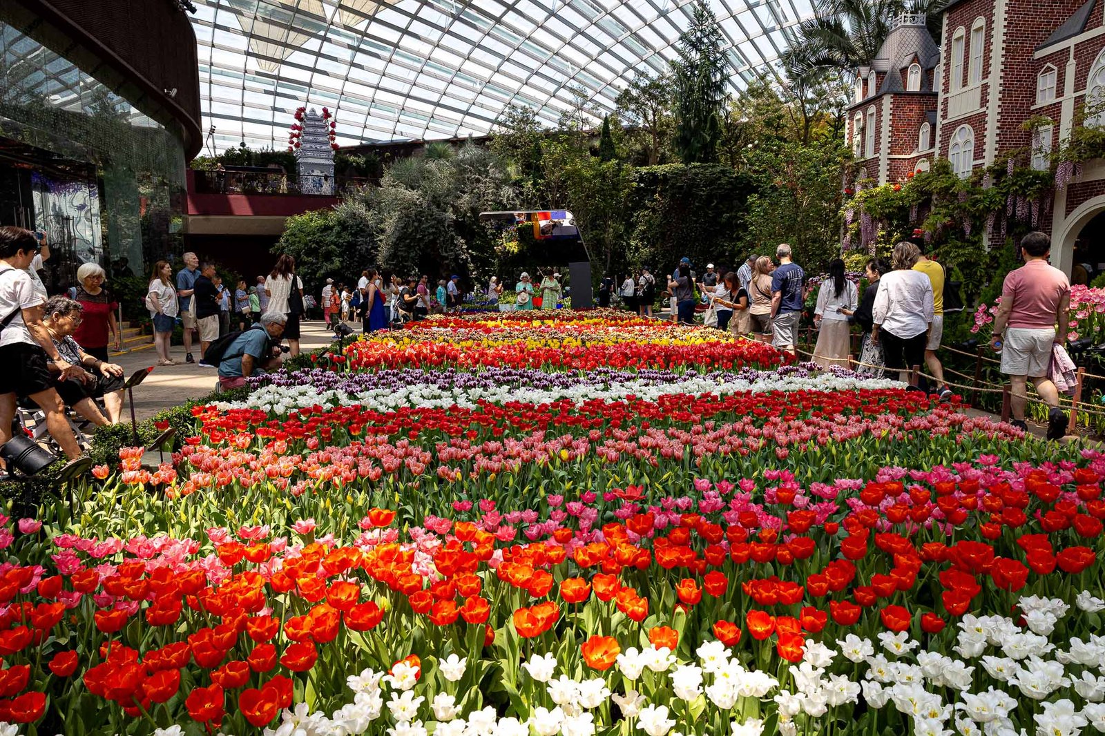 Tulips